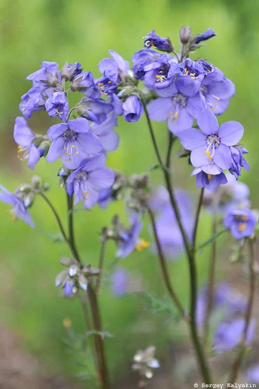 6 további kék virág a kertben
