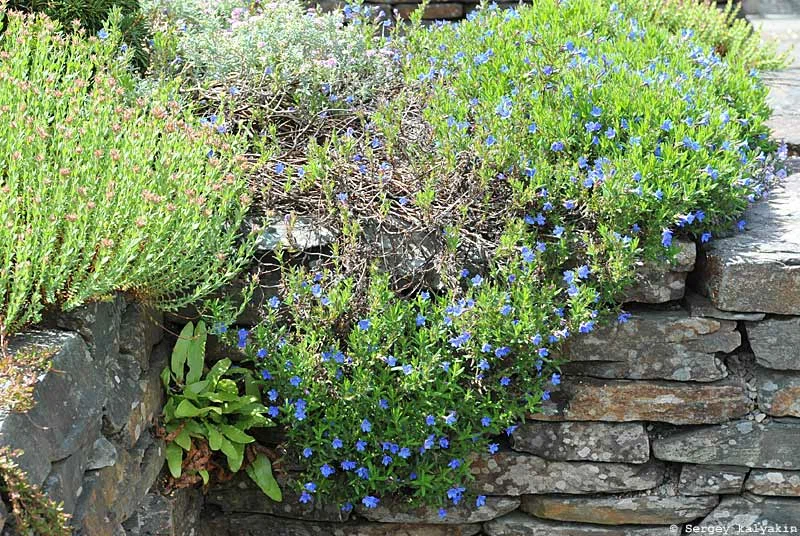 6 további kék virág a kertben