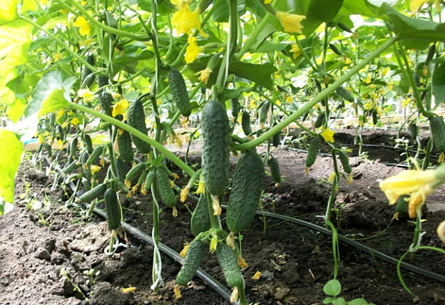 Uborka termesztése