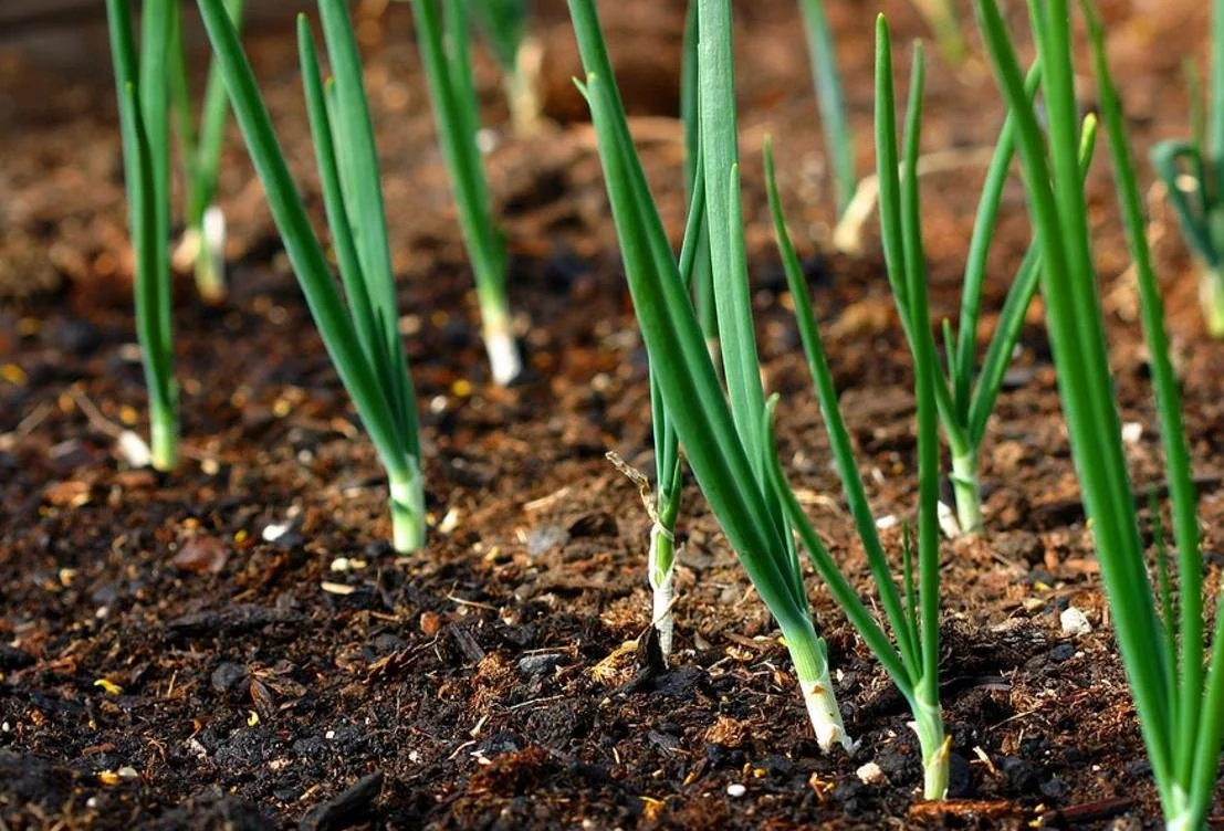 Hogyan kell termeszteni a metélőhagymát kora tavasszal?