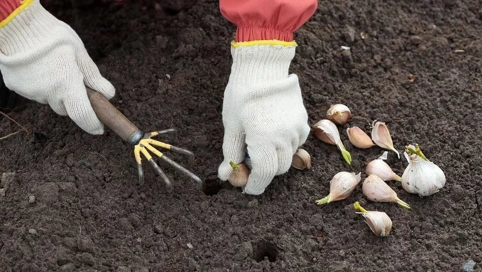 Hogyan kell ültetni és termeszteni a fokhagymát?