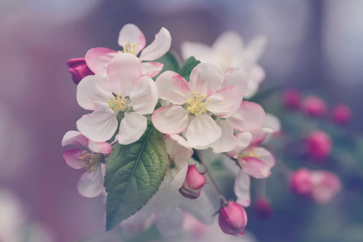 Az illatos kert: 3 ok, amiért érdemes a kertet illatos élménnyel megtölteni