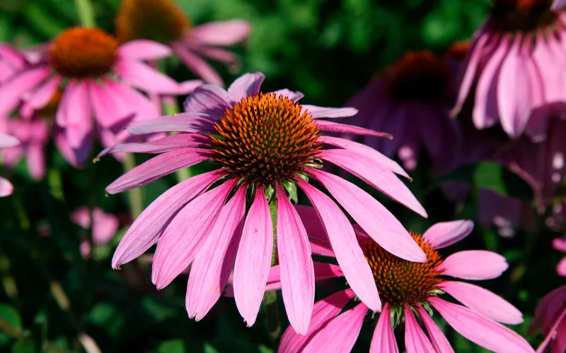 Az illatos kert: 3 ok, amiért érdemes a kertet illatos élménnyel megtölteni 
