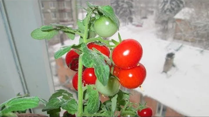 Hogyan termesztünk egy zöldségeskertet egy ablakpárkányon?