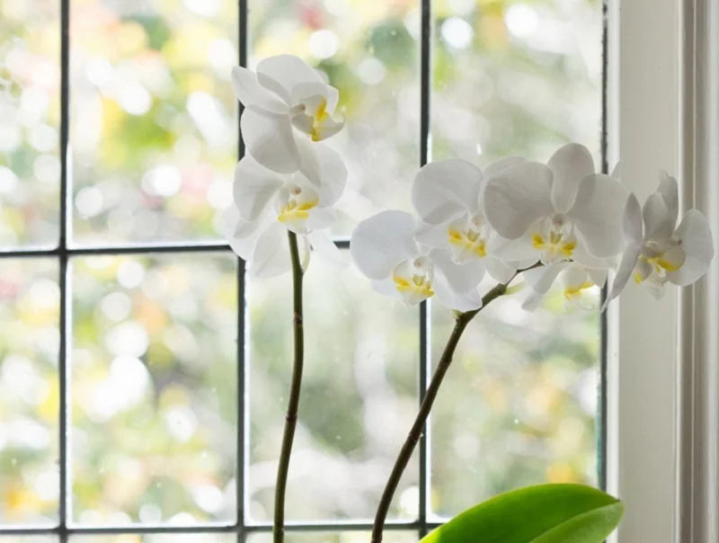 Orchideák szelídítése