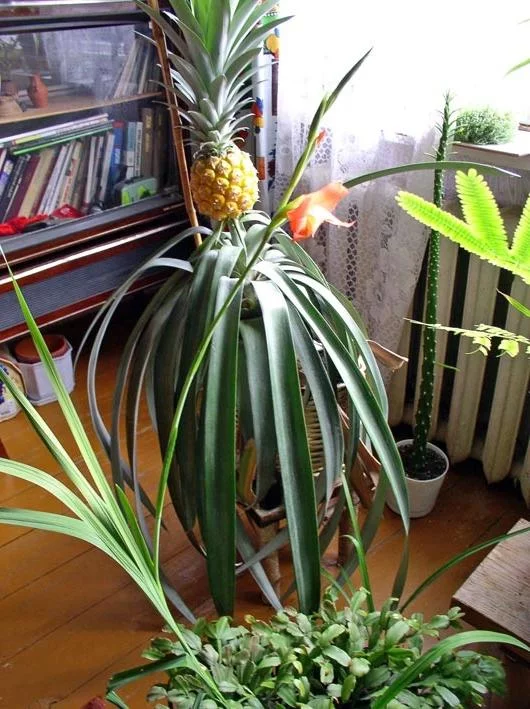 Egzotikus szobanövények