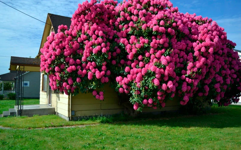 Szerencsés rododendron
