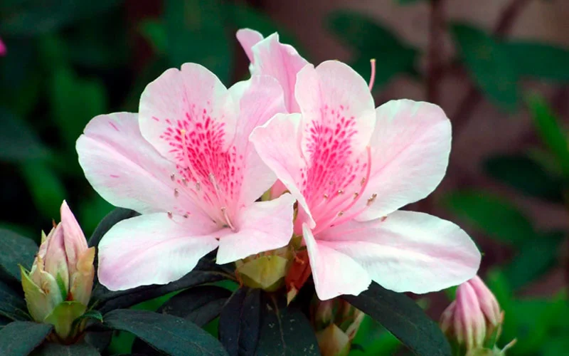 Szerencsés rododendron