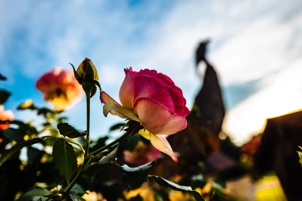 Három nagy mítosz a rózsákról