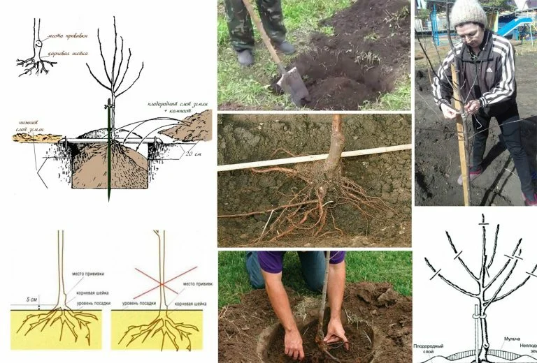 Hogyan válasszuk ki a megfelelő fát az ültetéshez?