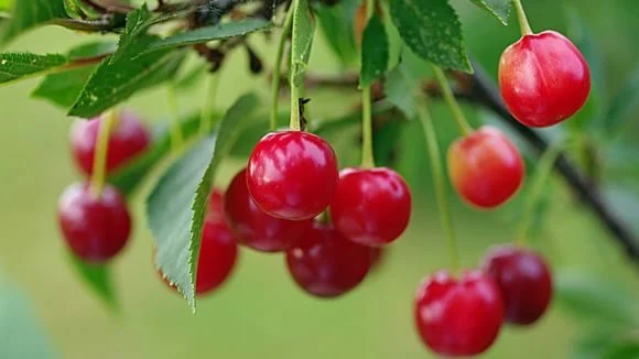 A cseresznyefa megfelelő ápolása
