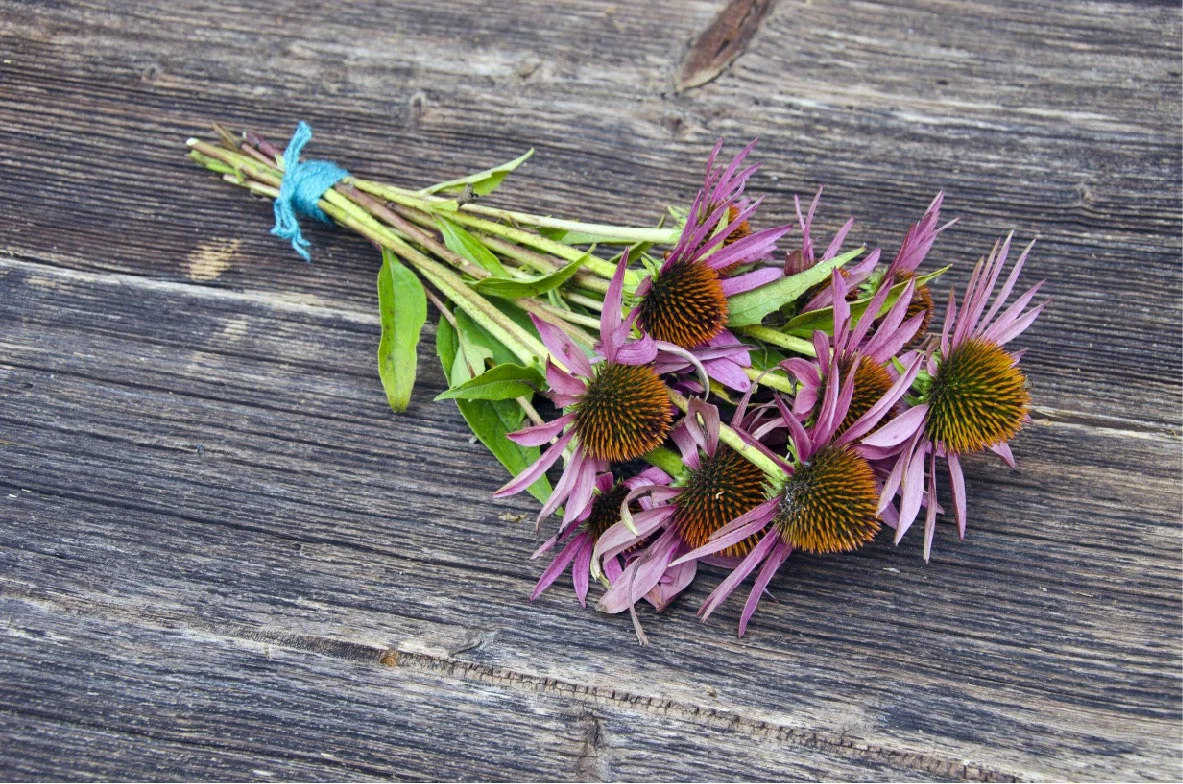 Echinacea purpurea - otthoni gyógymódok