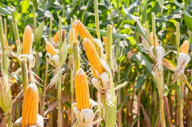 Kukorica betegségek. Miért göndörödnek és foltosak a kukorica levelek??