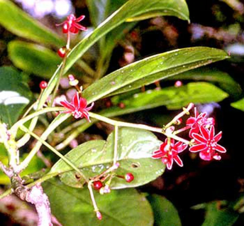 A Degeneriaceae növények árnyalatai.