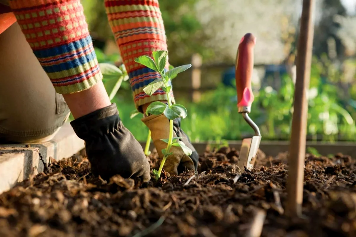 Hogyan válhatsz kertésszé mindössze 8 lépésben? Tippek kezdőknek.