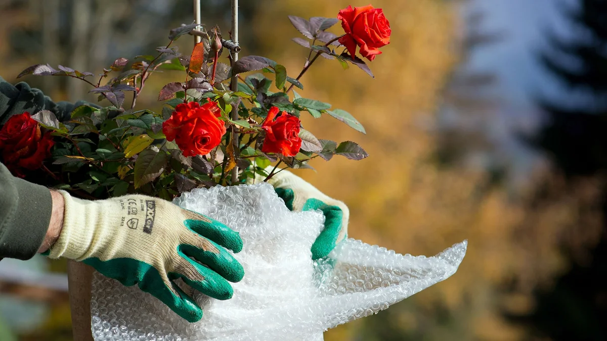 Hasznos tippek tapasztalt kertészektől a kert őszi előkészítéséhez.