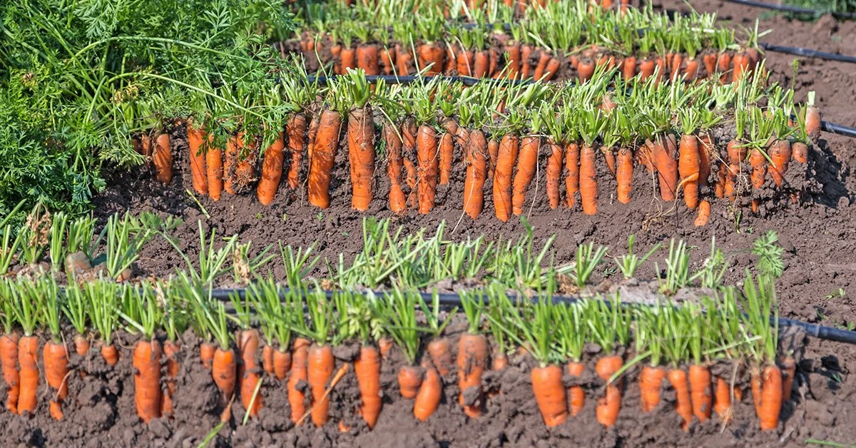 Mi a legjobb módja a sárgarépa termesztésének a kertben?? Olvassa el cikkünket!