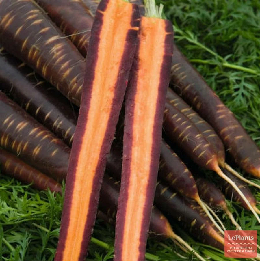 Mi a legjobb módja a sárgarépa termesztésének a kertben?? Olvassa el cikkünket!
