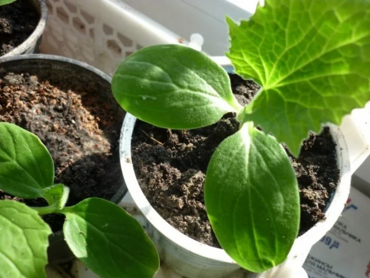 Hogyan termesztik az uborkát egy erkélyen? Olvassa el és megtudja cikkünkben!