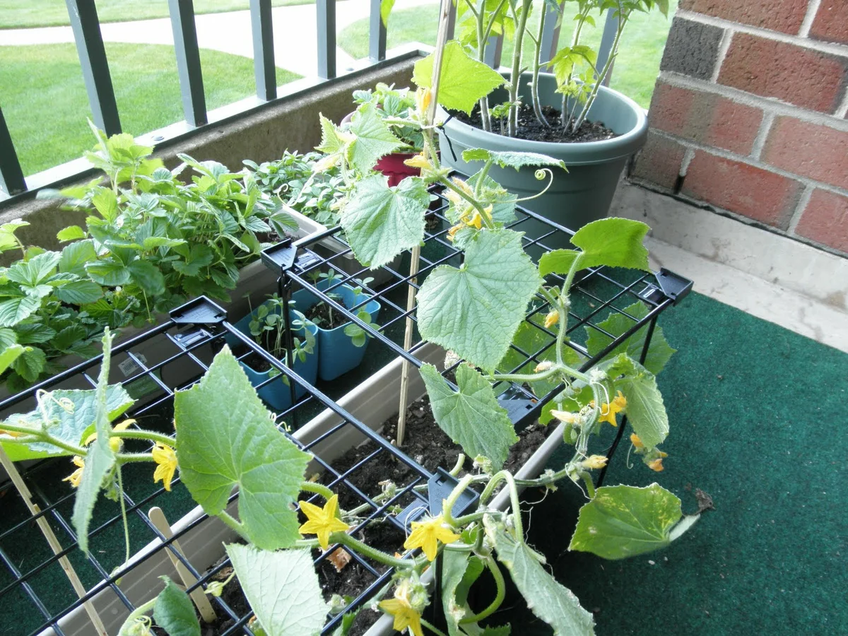 Hogyan termesztik az uborkát egy erkélyen? Olvassa el és megtudja cikkünkben!