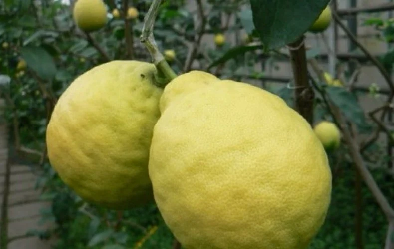 A legismertebb citrom.