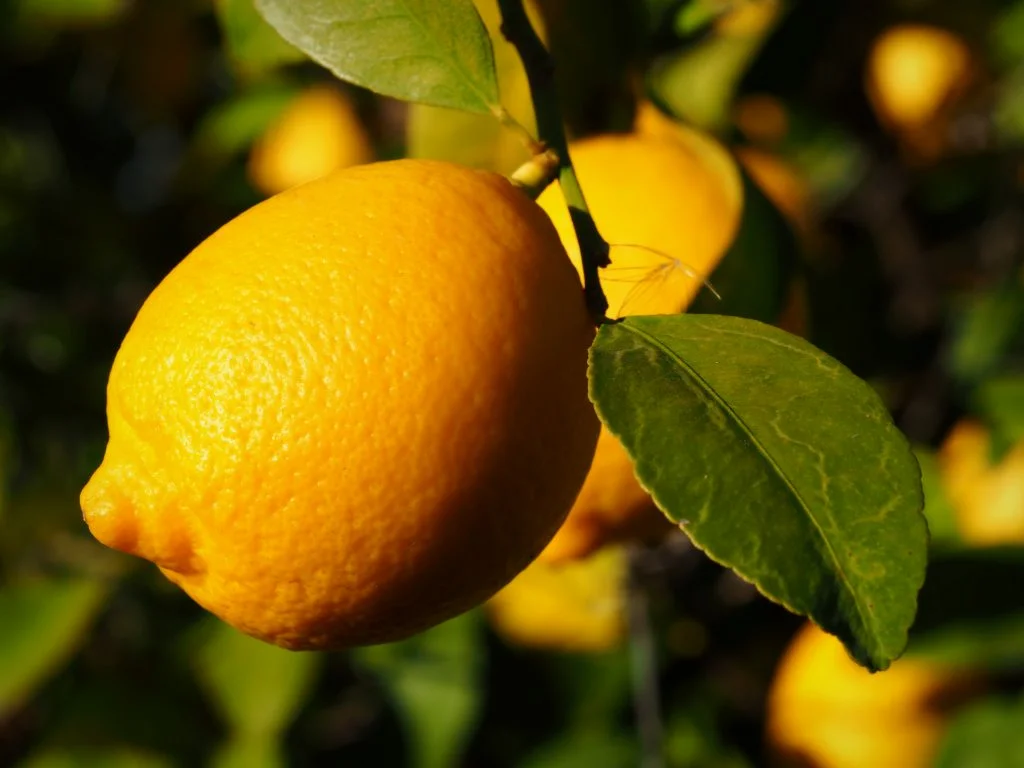 A legismertebb citrom.