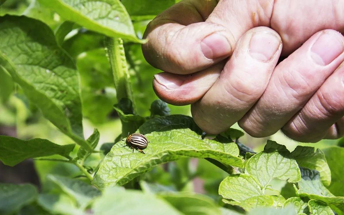 Hogyan küzdjünk a kolorádói burgonyabogár ellen? Olvassa el cikkünket!