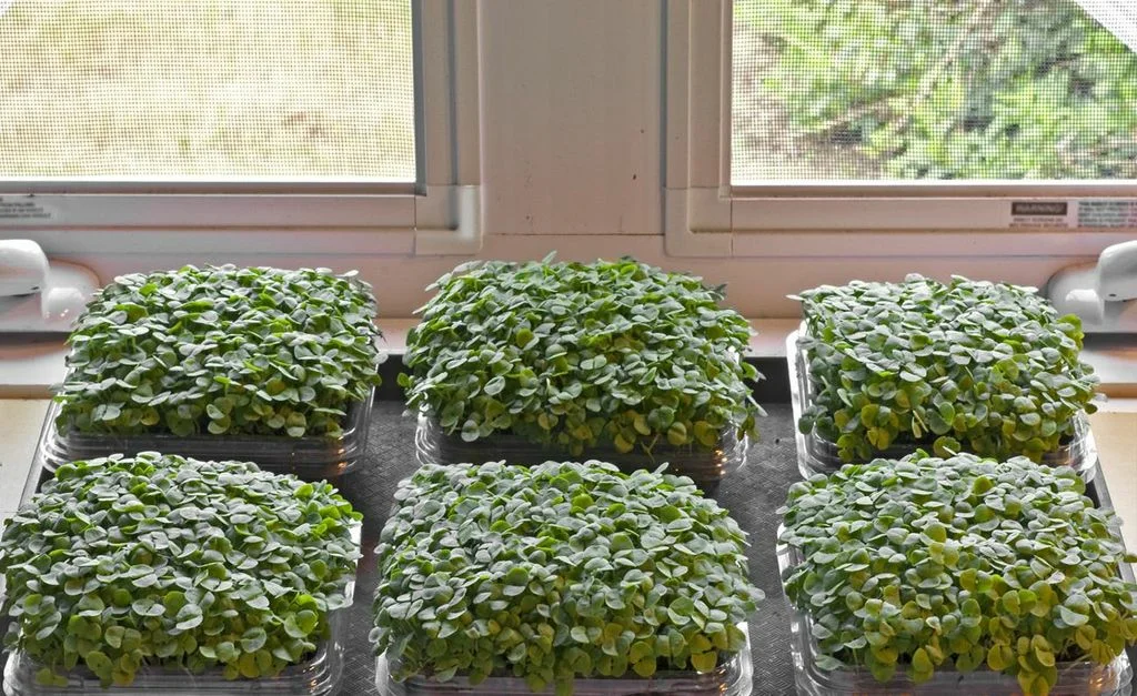 5 szuper tipp a fűszernövények és zöldségek ablakpárkányon történő termesztéséhez.