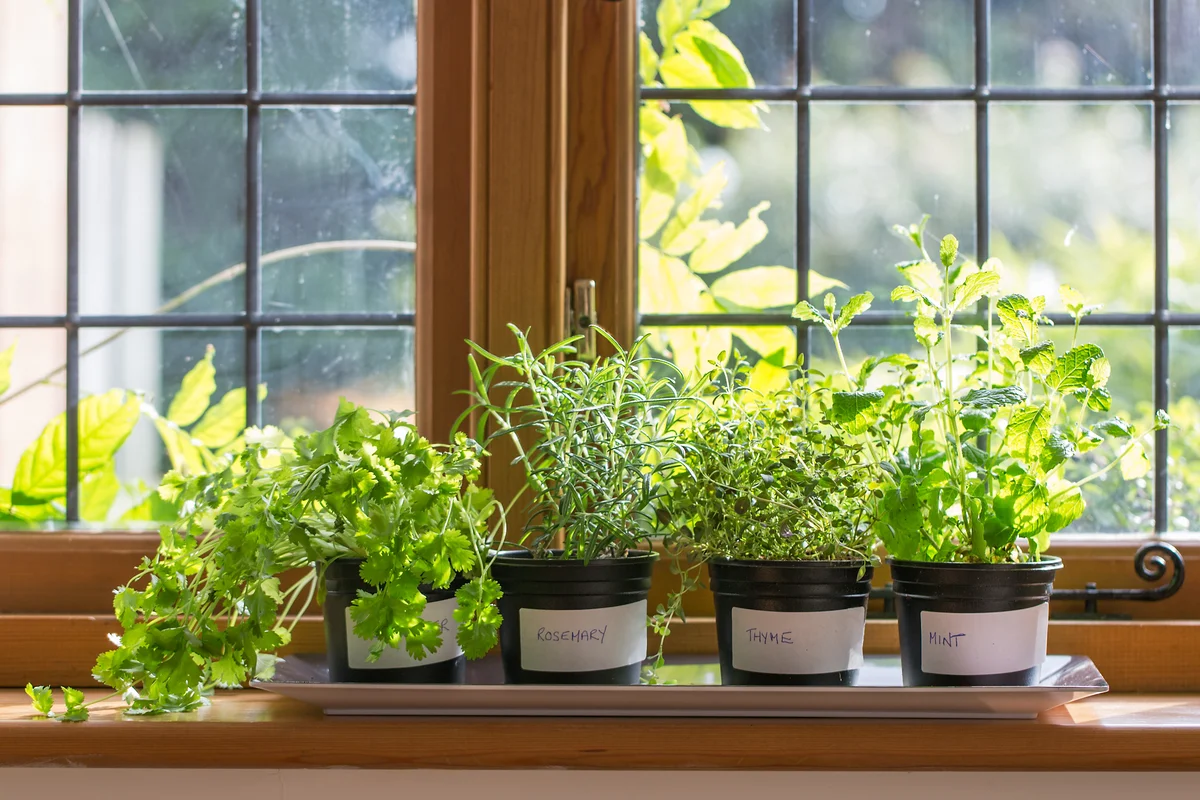 5 szuper tipp a fűszernövények és zöldségek ablakpárkányon történő termesztéséhez.