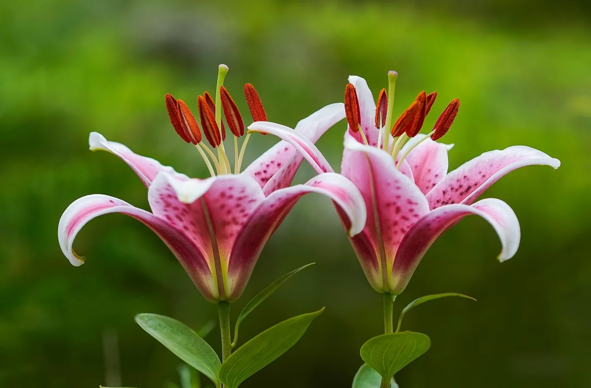 A mexikói liliom – egy csodálatos virág. Hogyan kell termeszteni?