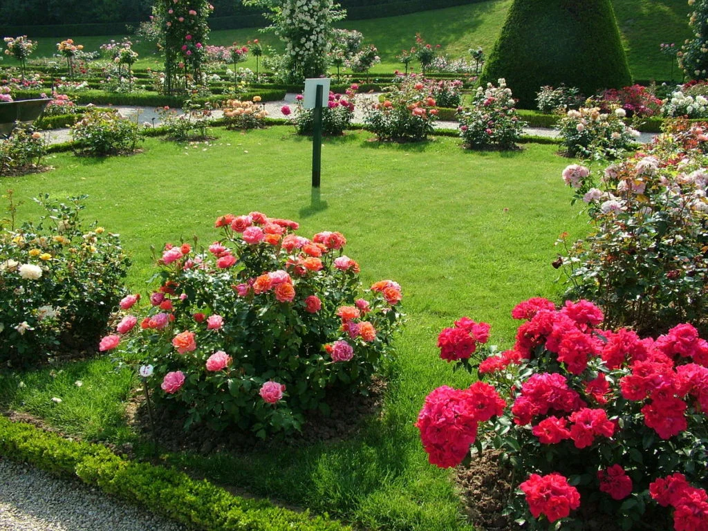 A rózsák használata a belső kerttervezésben.