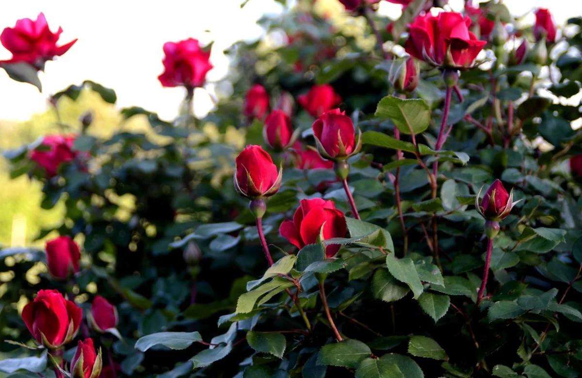 A rózsák használata a belső kerttervezésben.