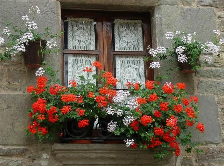 Ablakon és balkonon termesztésre alkalmas növények.