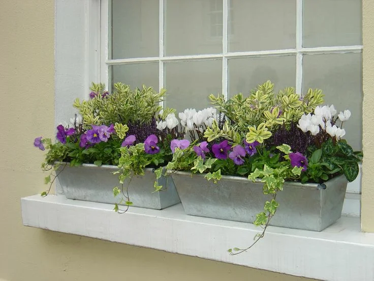 Ablakon és balkonon termesztésre alkalmas növények.