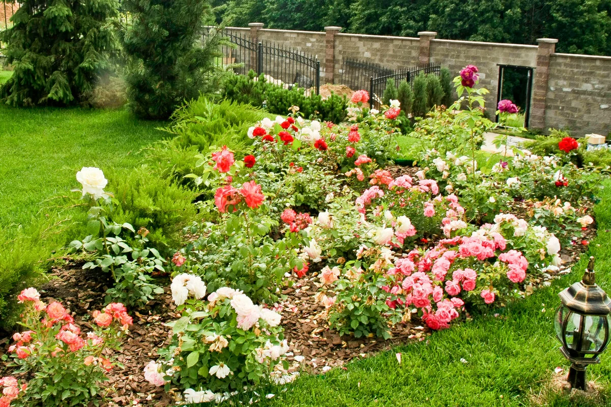Alpesi kert, sziklakert és rózsakert. Hogyan készítsük el őket?