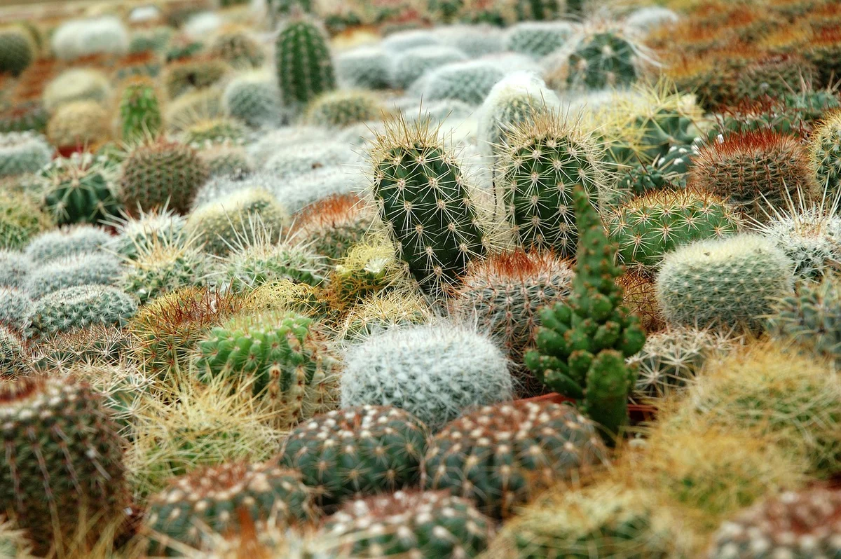 Hogyan lehet megkülönböztetni a szukkulenseket és a kaktuszokat??