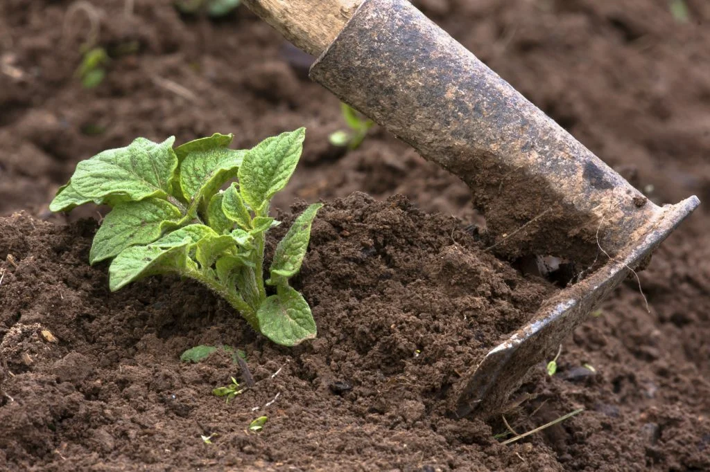 Az Ön útja a betakarításhoz vagy a kertészek legjobb tippjei! 2 rész!