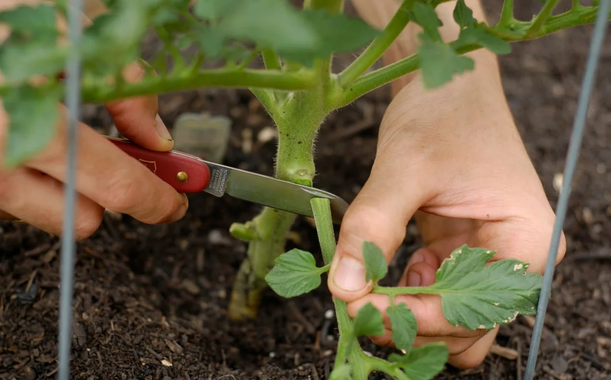 Az Ön útja a betakarításhoz vagy a kertészek legjobb tippjei! 2 rész!