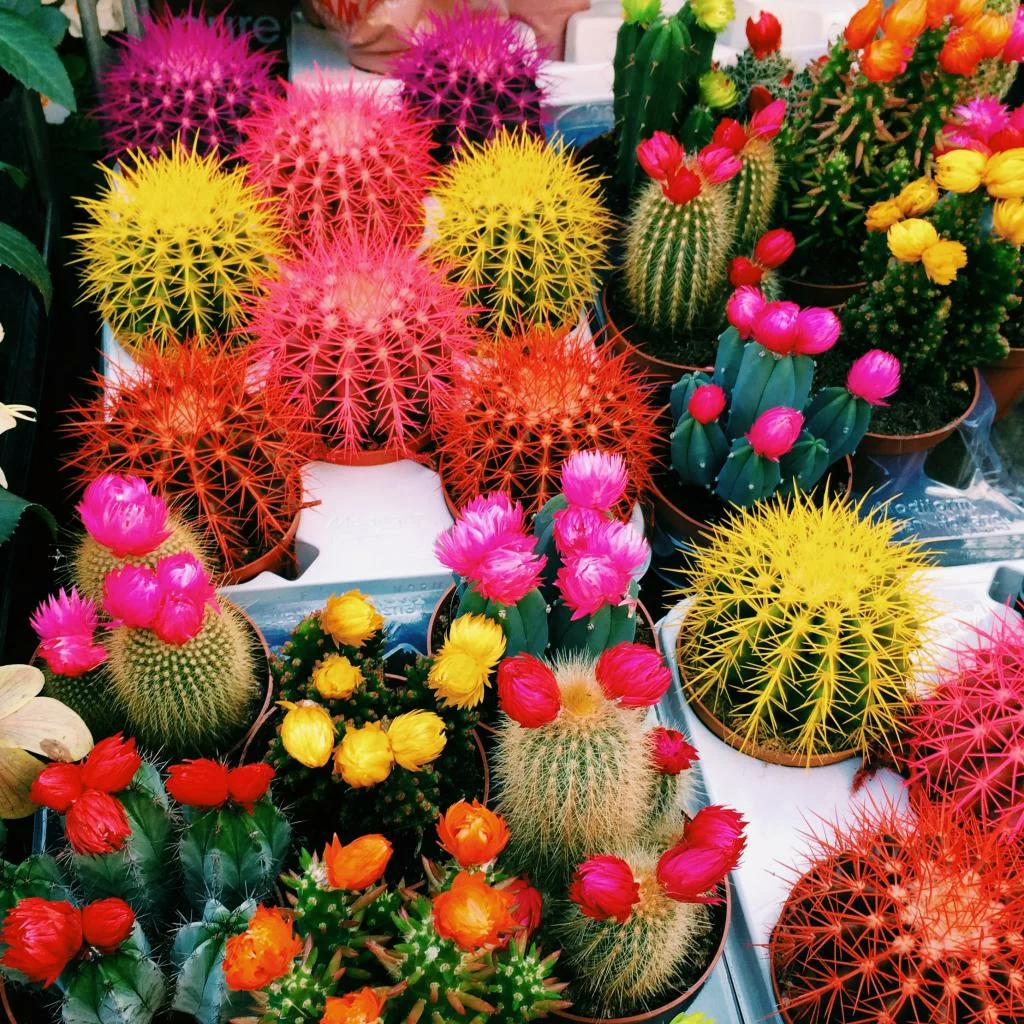 Fényes kaktuszok. Ki vidít fel jobban, mint a színes kaktuszok??
