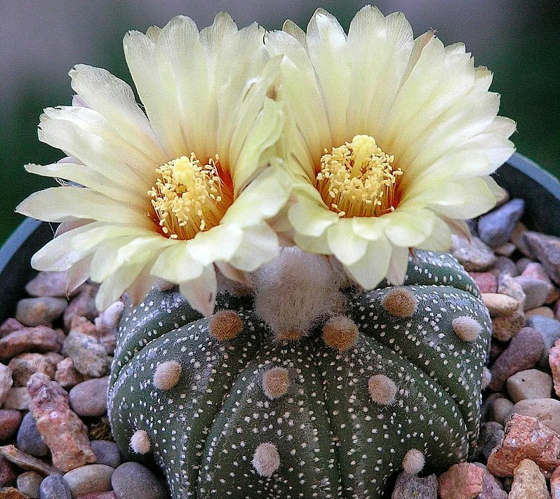Fényes kaktuszok. Ki vidít fel jobban, mint a színes kaktuszok??