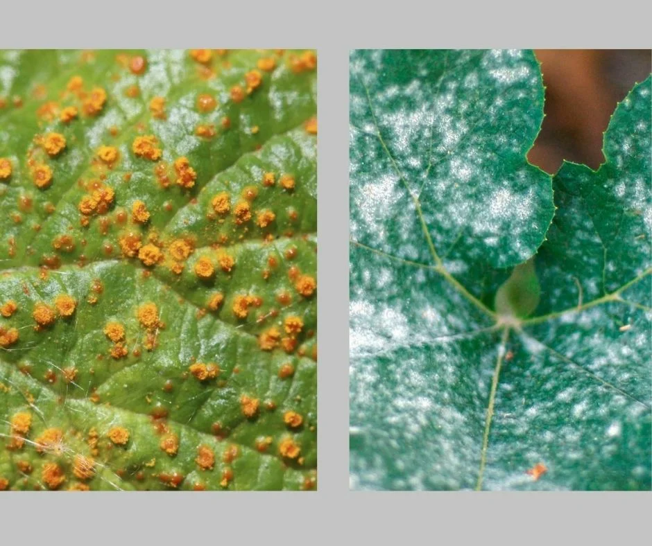 A szobanövények különböző gombás betegségei! Hogyan küzdjünk ellene?