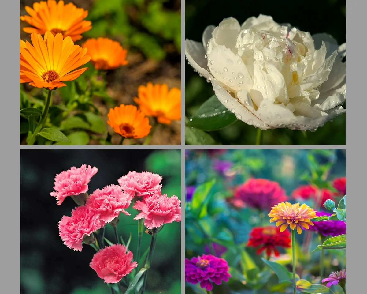 Mely virágok a legjobbak a napon, és melyek az árnyékban??