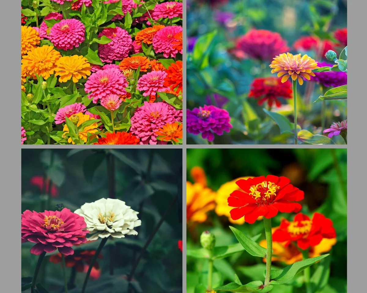 Mely virágok a legjobbak a nyári kertben??☀️