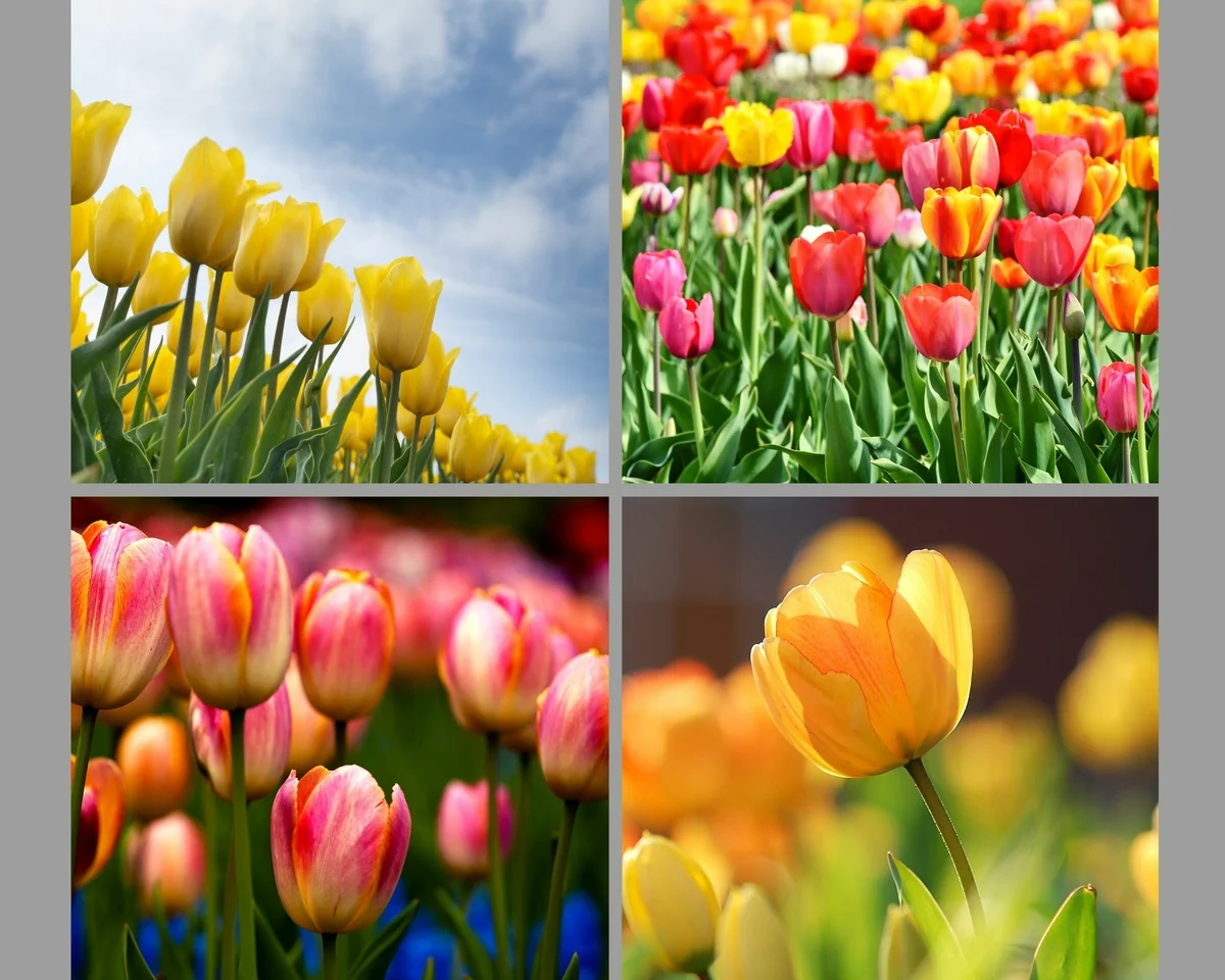 Mely virágok a legjobbak a tavaszi kertben??