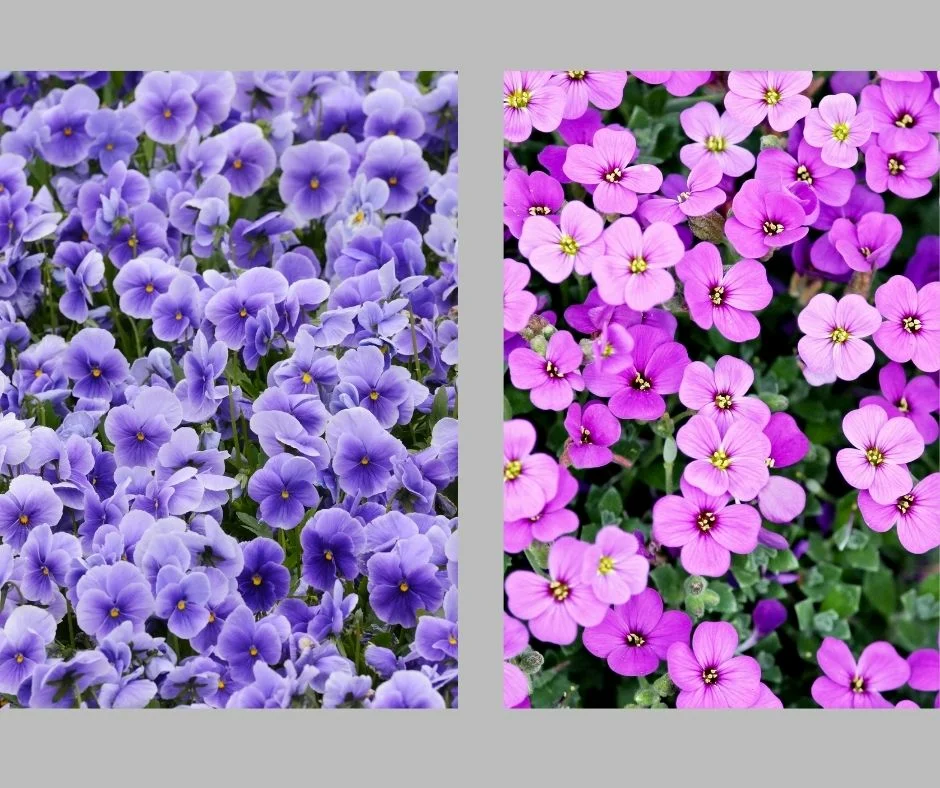 Mely virágok a legjobbak a tavaszi kertben??