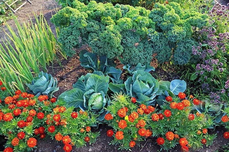 “Jó szomszédok” vagy hogy milyen zöldségféléket ültessünk egymás mellé?
