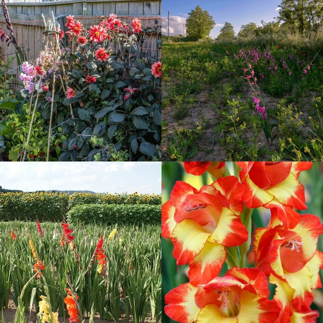 Gyönyörű gladioluszok termesztése és szaporítása