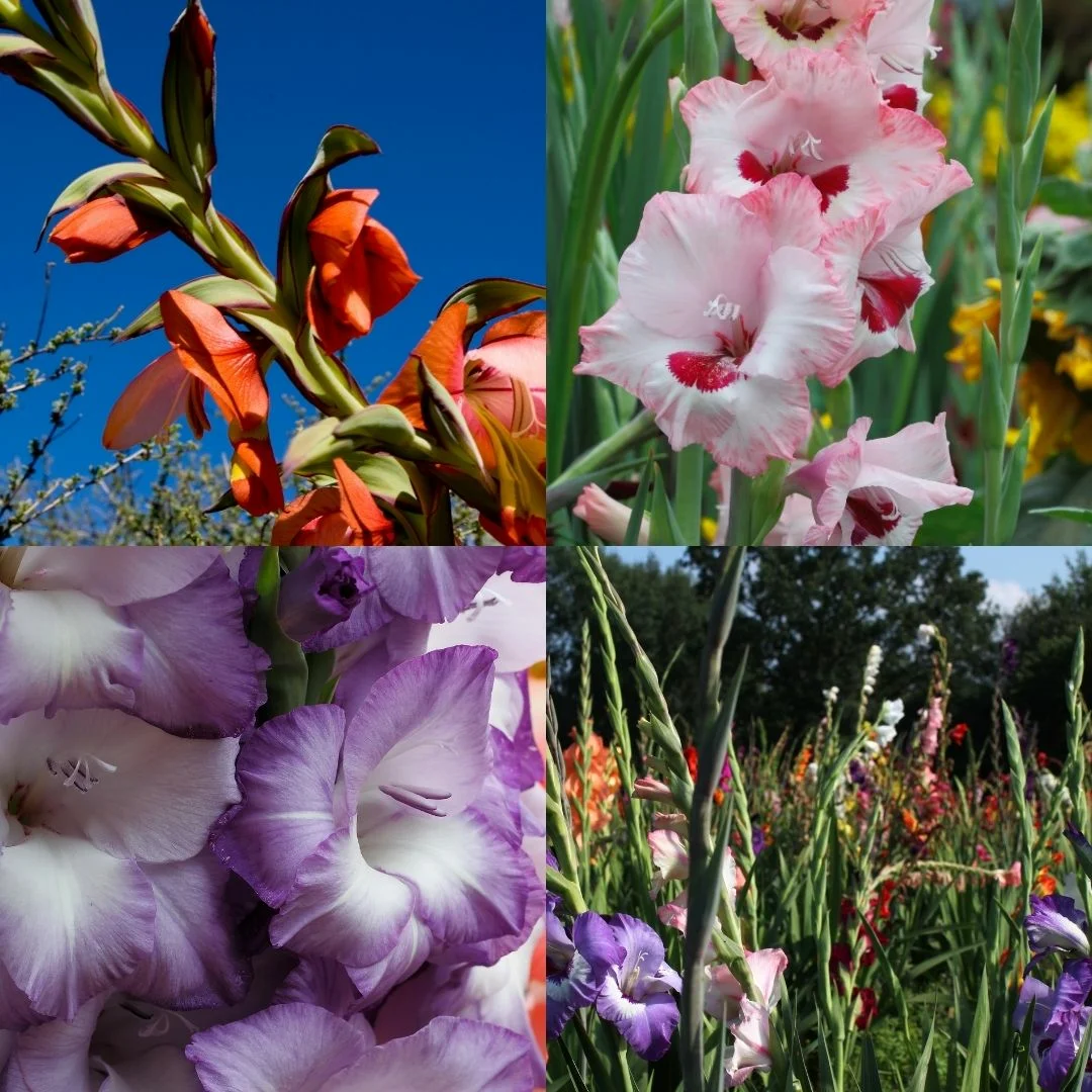 Gyönyörű gladioluszok termesztése és szaporítása