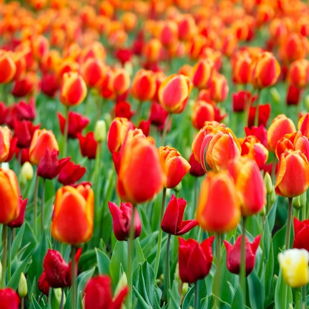Mire van szüksége, és hogyan kell gyönyörű tulipánokat ültetni?