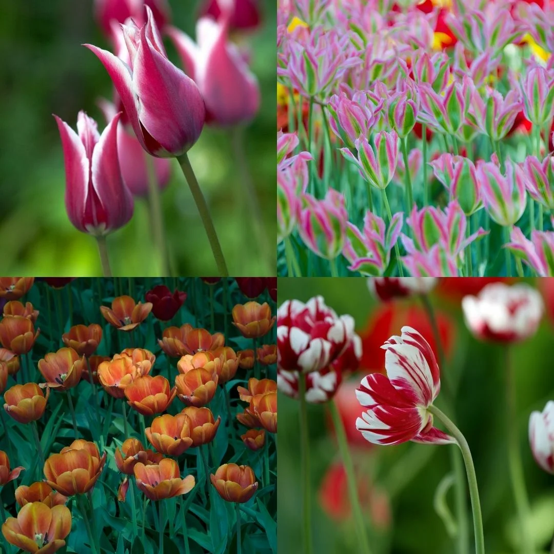 Mire van szüksége, és hogyan kell gyönyörű tulipánokat ültetni?